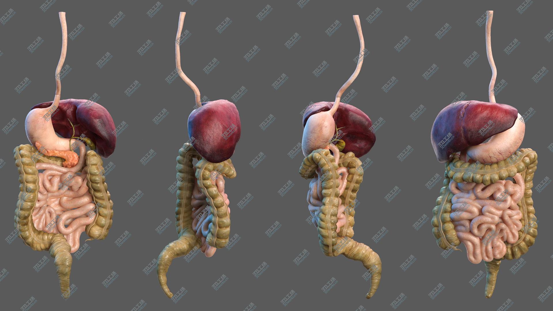 images/goods_img/20210313/3D Human Digestive System model/2.jpg